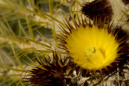 Blooming golden barrel cactus 